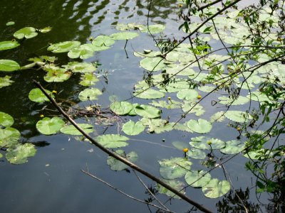 20130718Seerose_Saarbruecken1