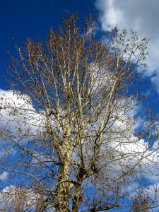20130413Hybrid-Pappel_Talhaus1