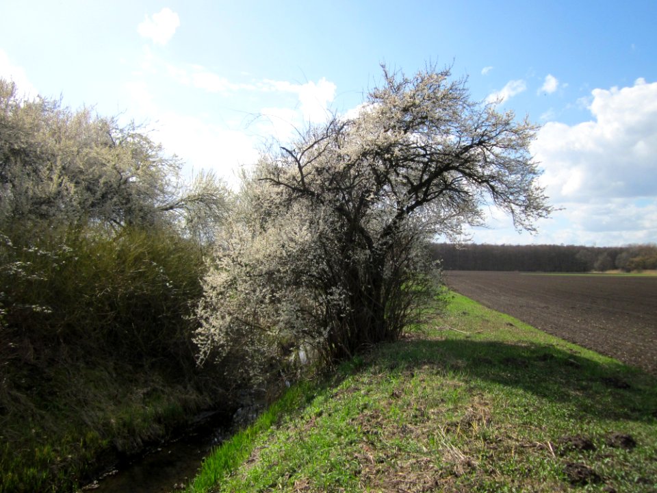 20130413Hockenheimer_Rheinbogen1