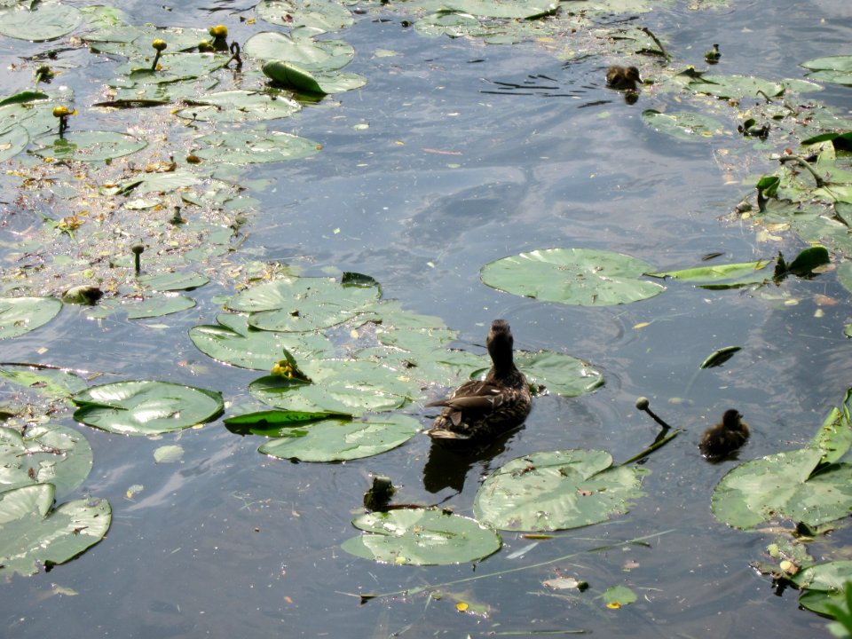 20130718Seerose_Saarbruecken5
