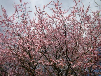 20130413Prunus_cerasifera_Hockenheim3