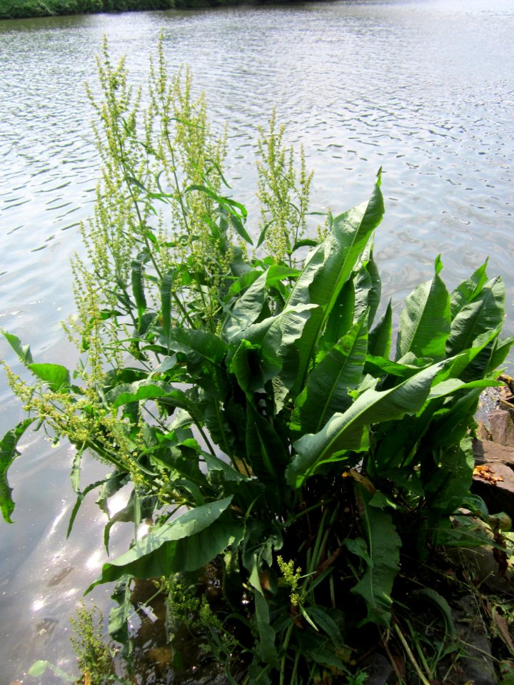 20130718Rumex_hydrolapathum2
