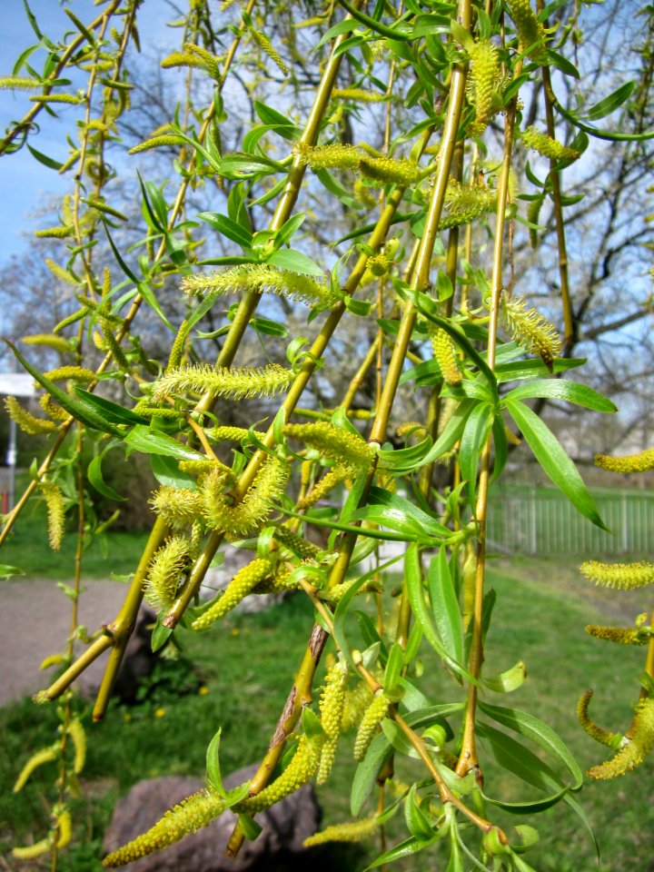 20130416Salix_×_sepulcralis5