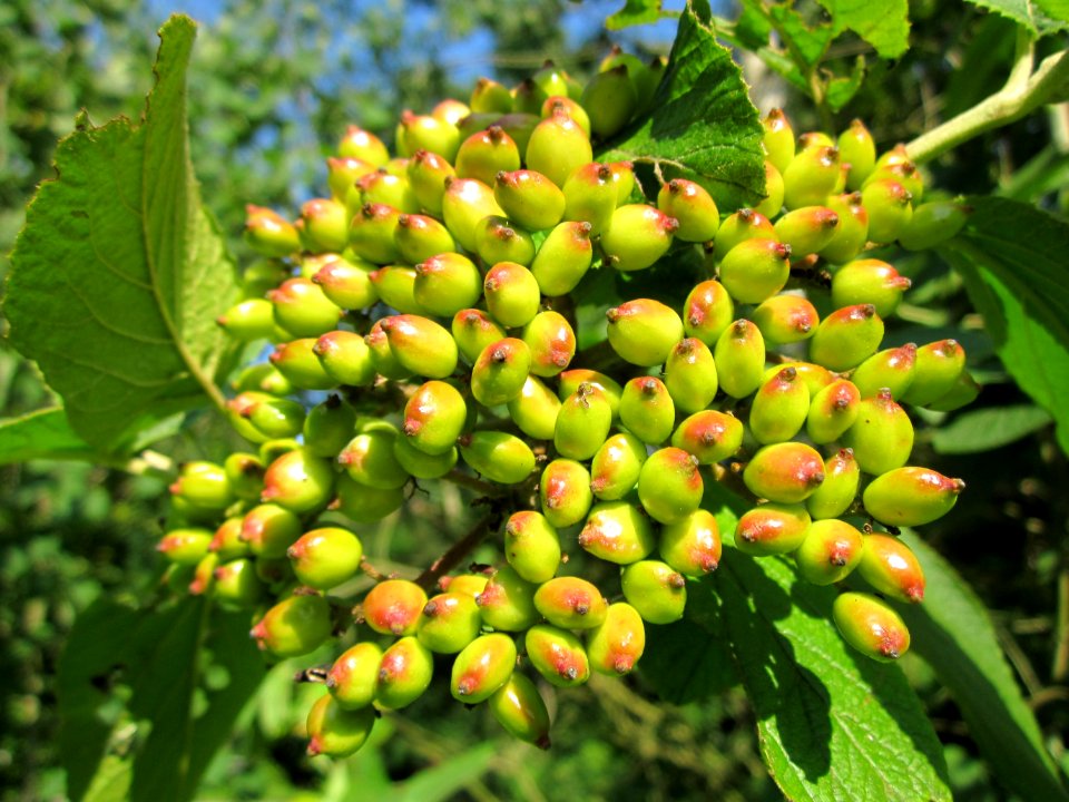 20130716Viburnum_lantana3