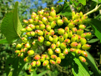 20130716Viburnum_lantana3