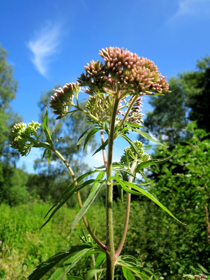 20130720Eupatorium_cannabinum