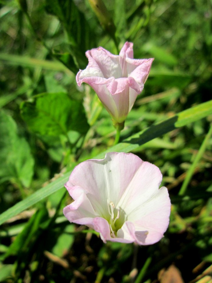 20130721Convolvulus_arvensis1