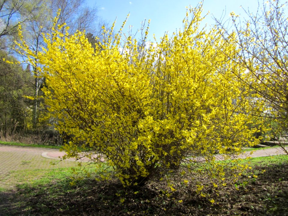 20130413Forsythie_Hockenheim1