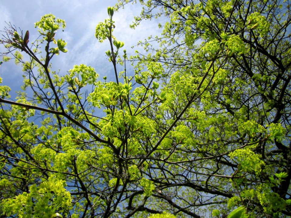 20130417Acer_platanoides2