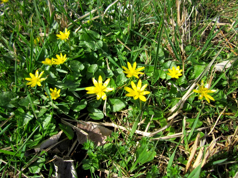 20130413Scharbockskraut_Hockenheim3