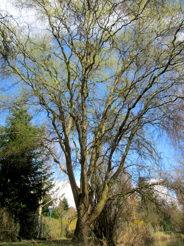20130413Korkenzieherweide_Hockenheim4