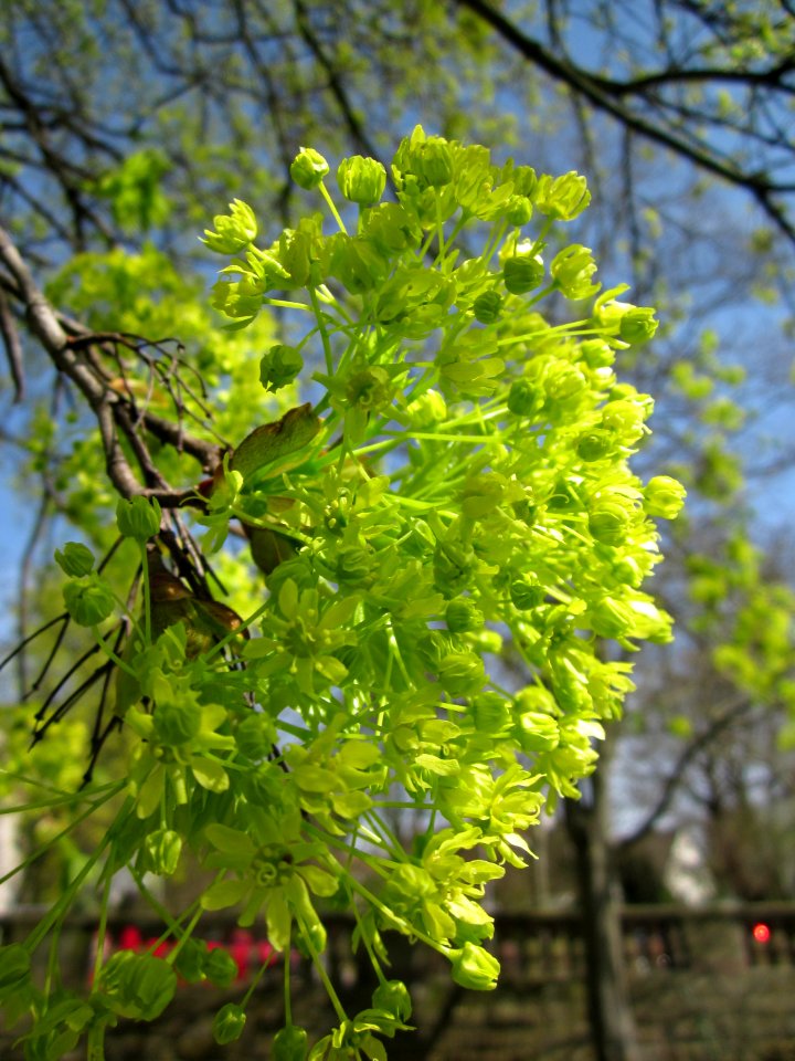 20130417Acer_platanoides5