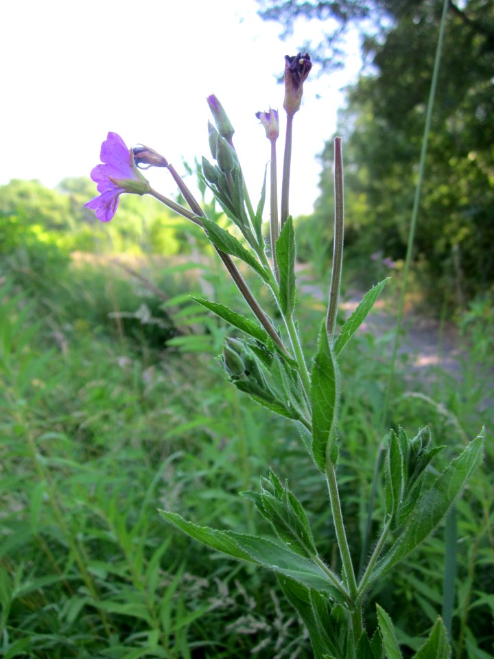 20130721Epilobium_hirsutum2