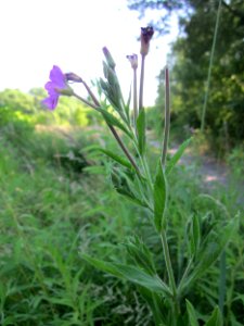 20130721Epilobium_hirsutum2
