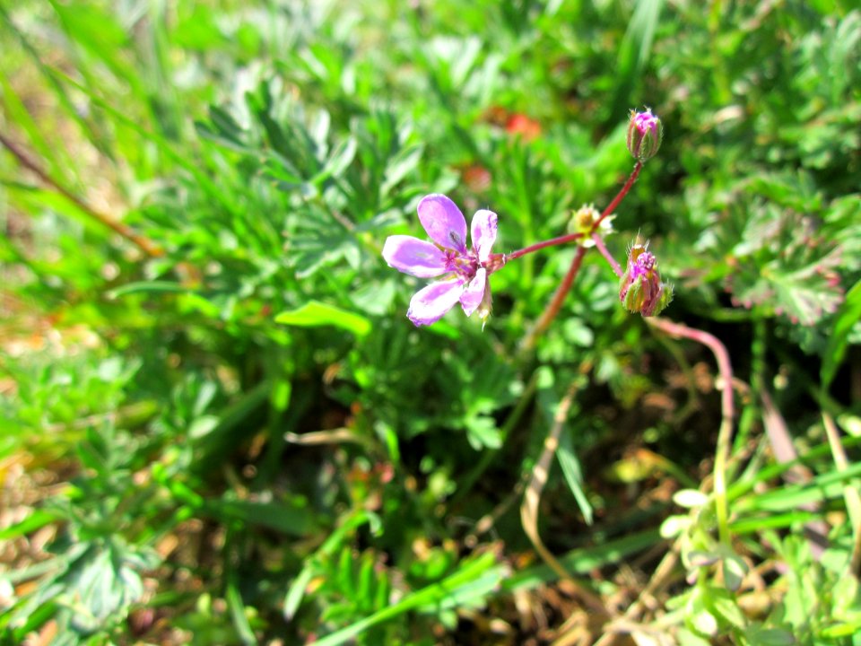20130414Reiherschnabel_Altlussheim1