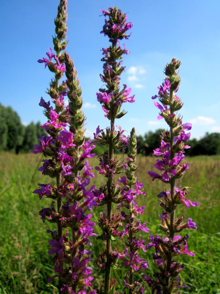 20130721Lythrum_salicaria1
