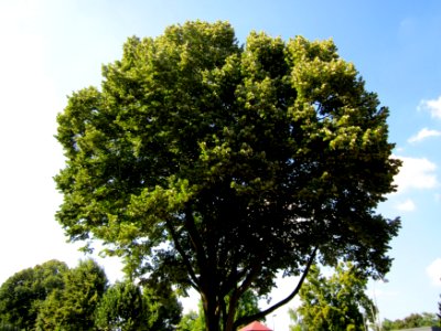 20130719Tilia_tomentosa2 photo