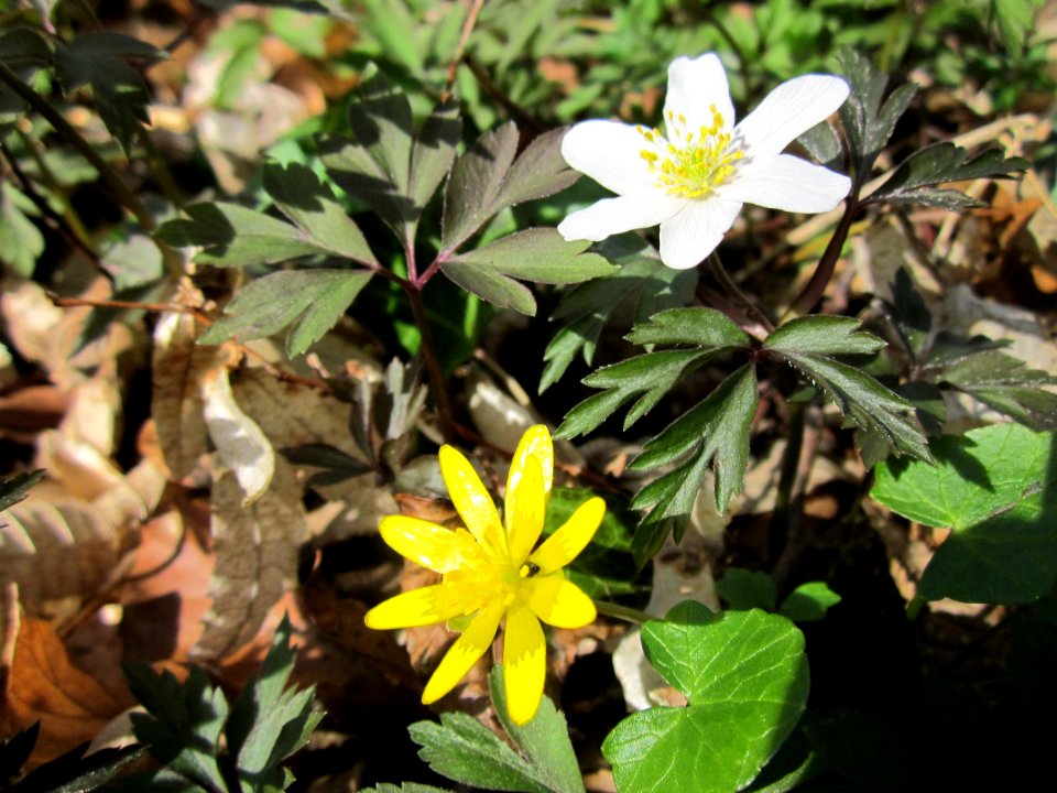 20130414Untere_Lusshart06