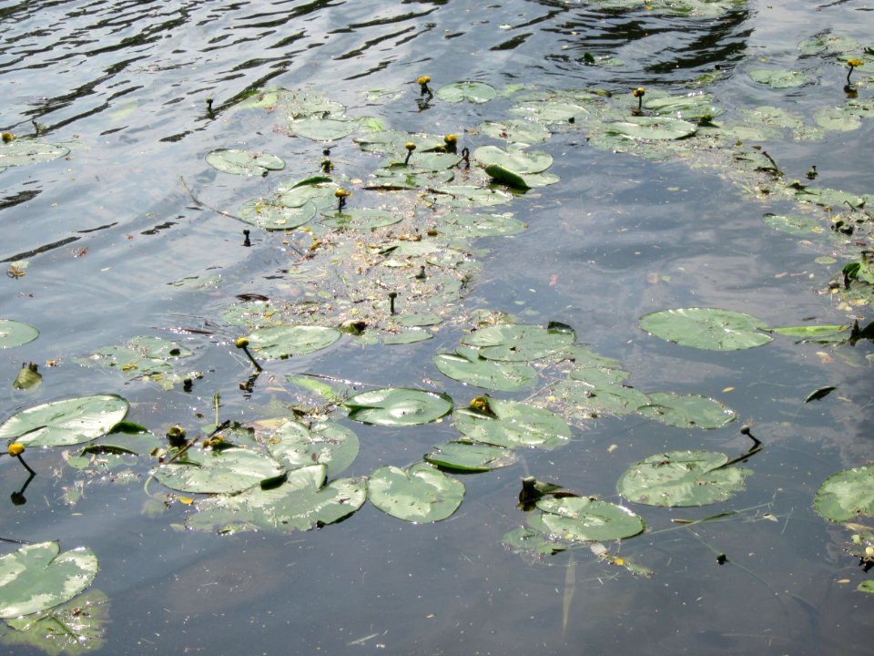 20130718Seerose_Saarbruecken2
