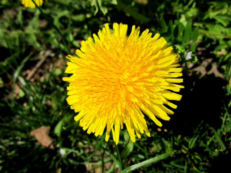 20130417Loewenzahn_Saarbruecken2