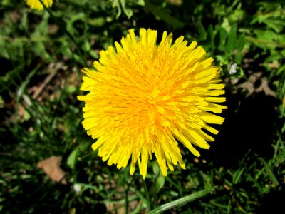 20130417Loewenzahn_Saarbruecken2