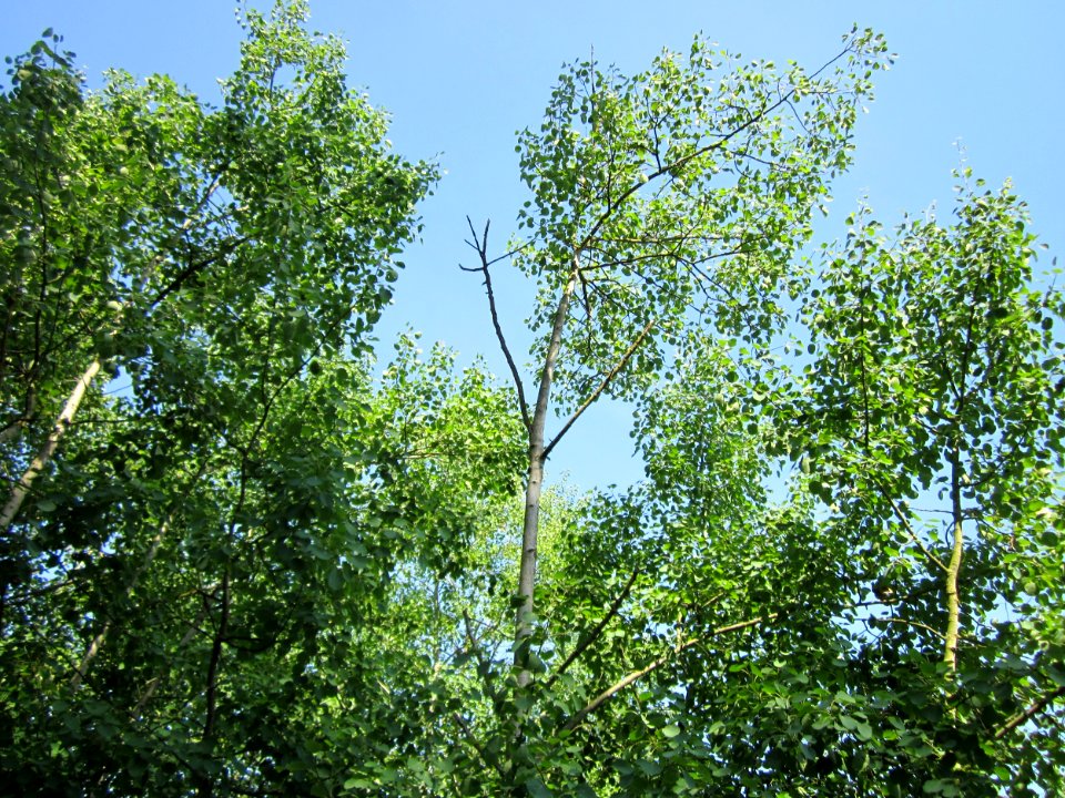 20130716Zitterpappel_Schwetzinger_Hardt1