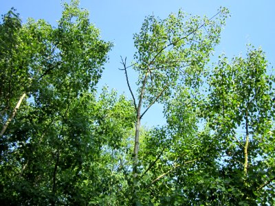 20130716Zitterpappel_Schwetzinger_Hardt1
