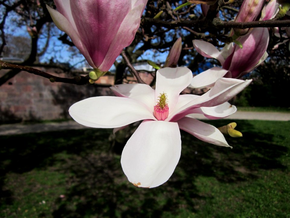 20130417Magnolia_×_soulangeana6