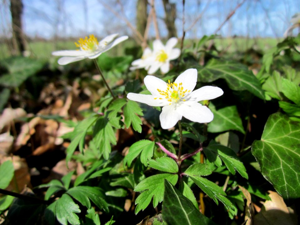 20130414Untere_Lusshart05