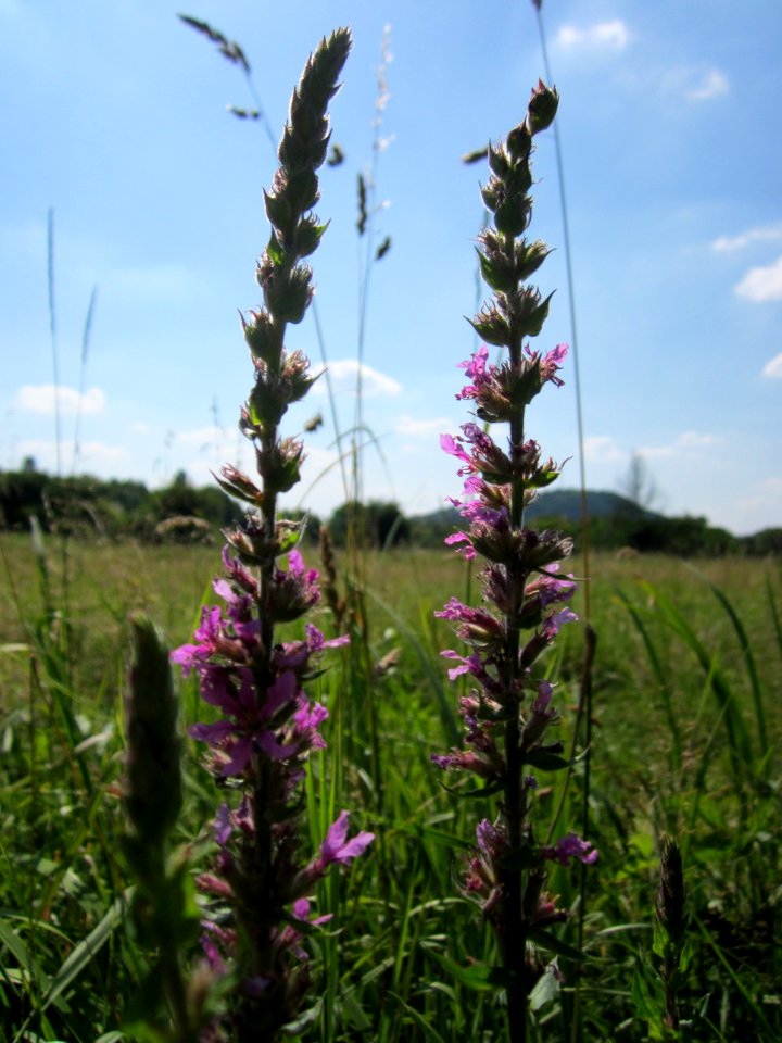20130721Lythrum_salicaria2