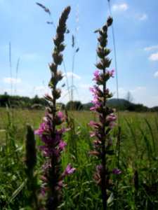 20130721Lythrum_salicaria2