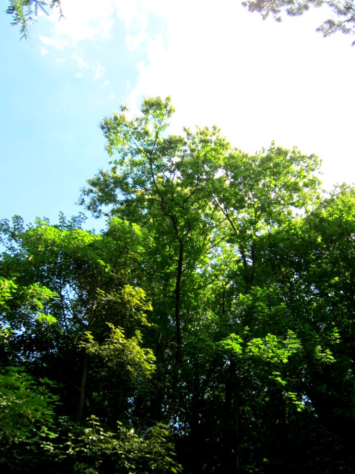 20130719Castanea_sativa2
