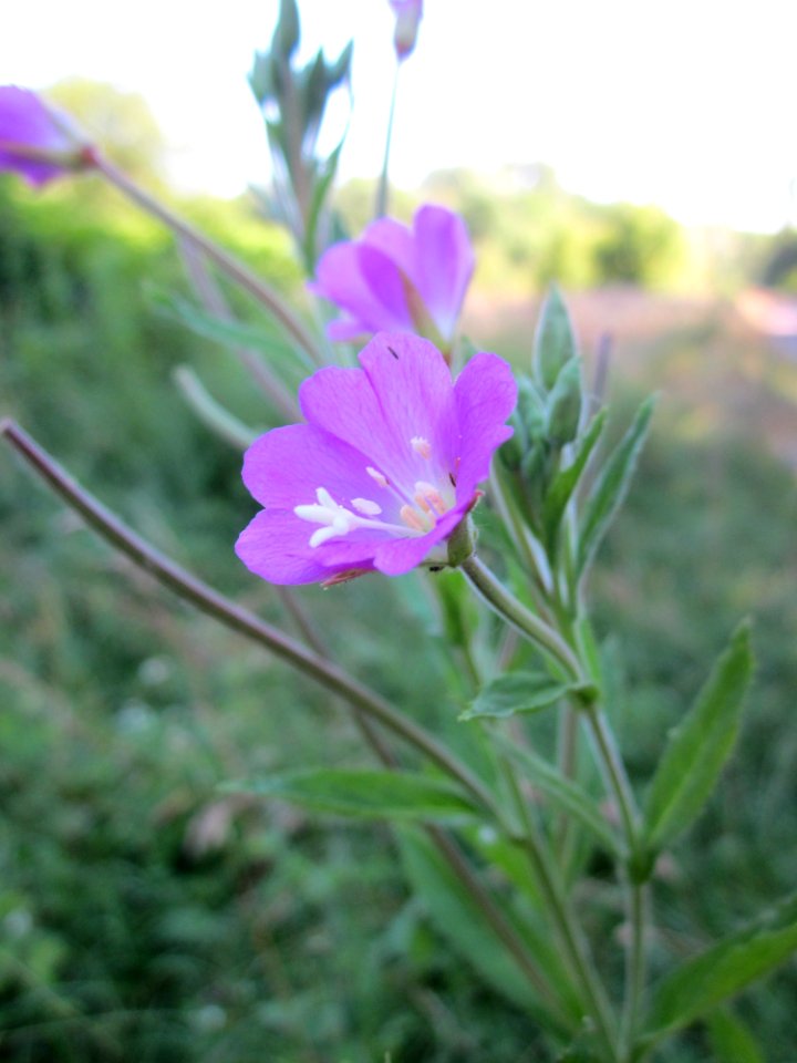 20130721Epilobium_hirsutum4