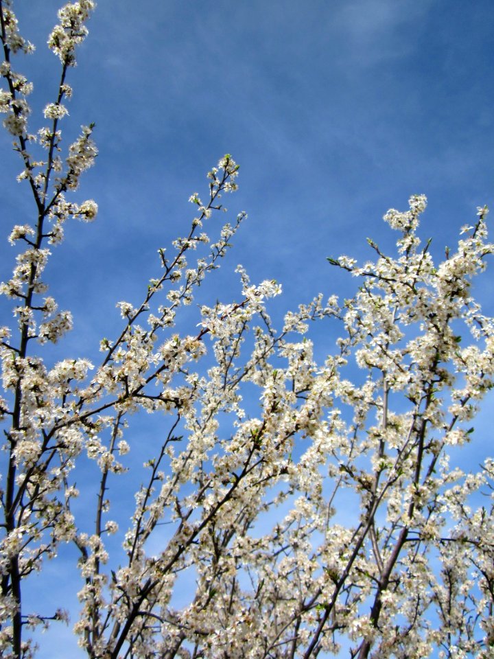 20130414Prunus_cerasifera_Reilingen18