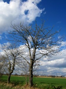 20130413Kirsche_Hockenheim2