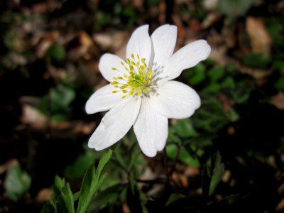 20130414Untere_Lusshart07