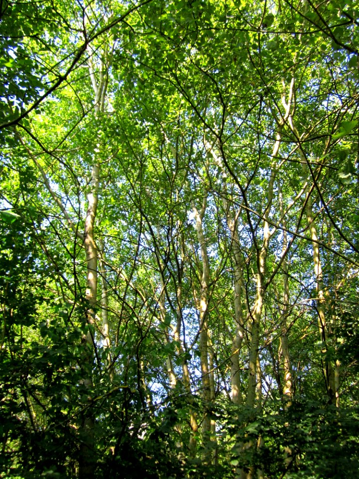 20130721Populus_tremula4