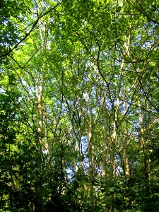 20130721Populus_tremula4