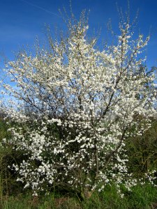 20130414Prunus_cerasifera_Reilingen12
