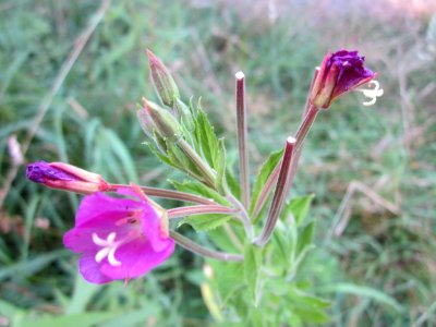 20130721Epilobium_hirsutum3