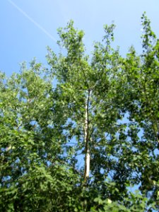 20130716Zitterpappel_Schwetzinger_Hardt2