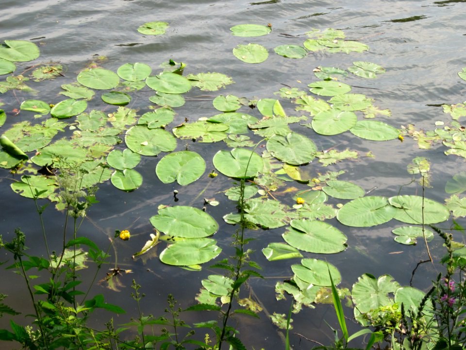 20130718Seerose_Saarbruecken7