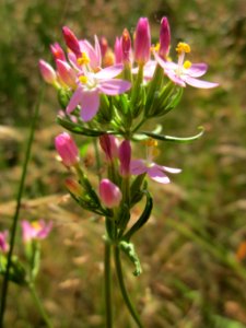 20130721Centaurium_erythraea4 photo