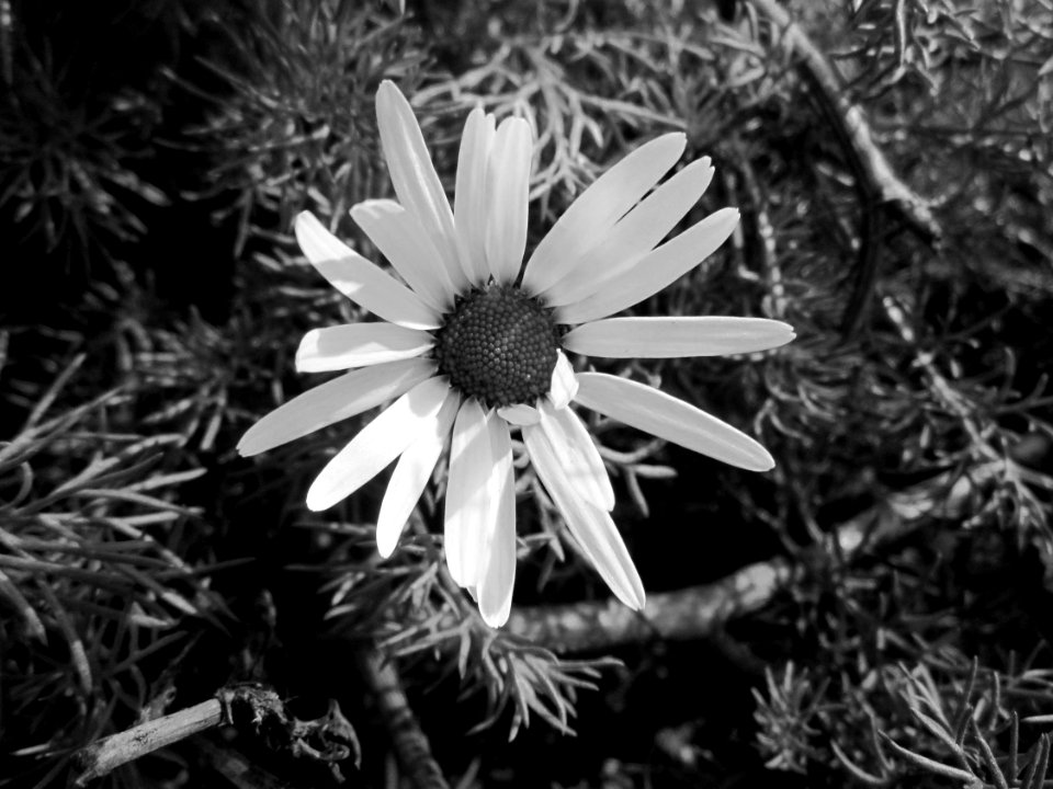 20130413Geruchlose_Kamille_Hockenheim2