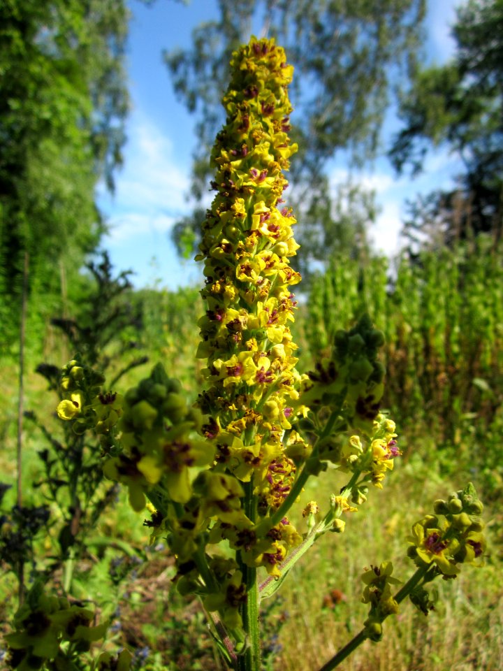 20130720Koenigskerze_Steinbachtal3