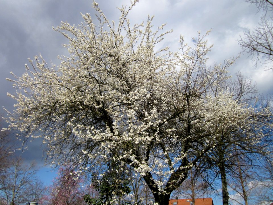 20130413Hockenheim1