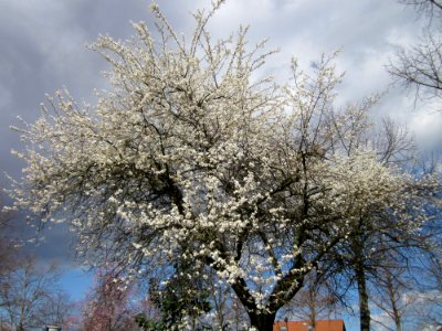 20130413Hockenheim1