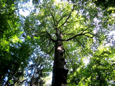 20130720Eiche_Steinbachtal