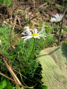 20130413Geruchlose_Kamille_Hockenheim1