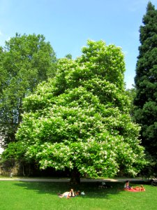 20130718Trompetenbaum_Saarbruecken04